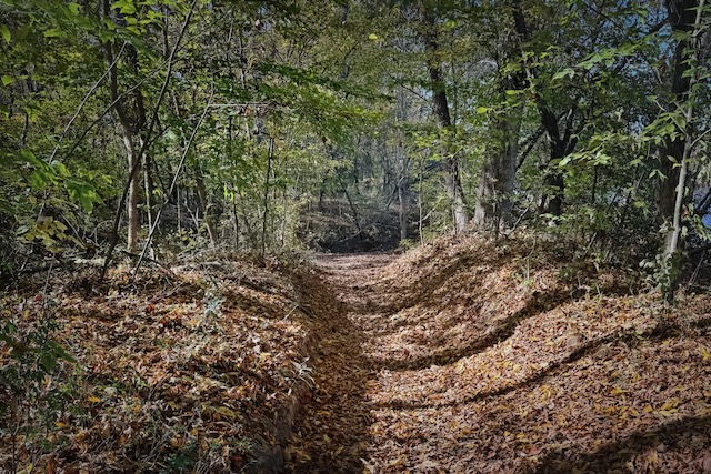 A photo of a path through the forest covered in fallen leaves