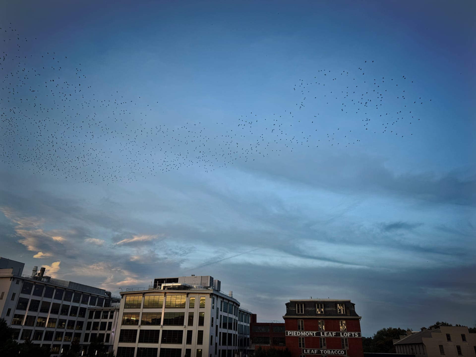 Birds flocking in downtown Winston one evening this week. Building in the lower quarter, the sky with birds filling the rest.